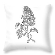 180x180 lilac flower botanical drawing black and white drawing - Lilac Botanical Drawing
