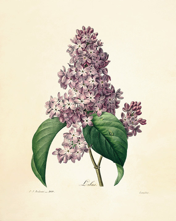 570x713 lilac vintage flower art print antique wall art flower wall - Lilac Botanical Drawing