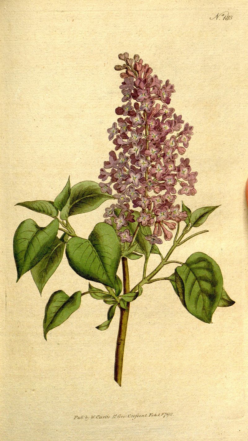 800x1424 lilac botanical illustration, drawing, painting botanical - Lilac Botanical Drawing