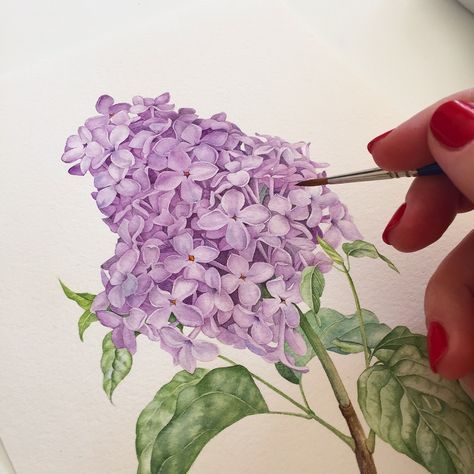 474x474 lilac botanical illustration with watercolor tutorials - Lilac Botanical Drawing