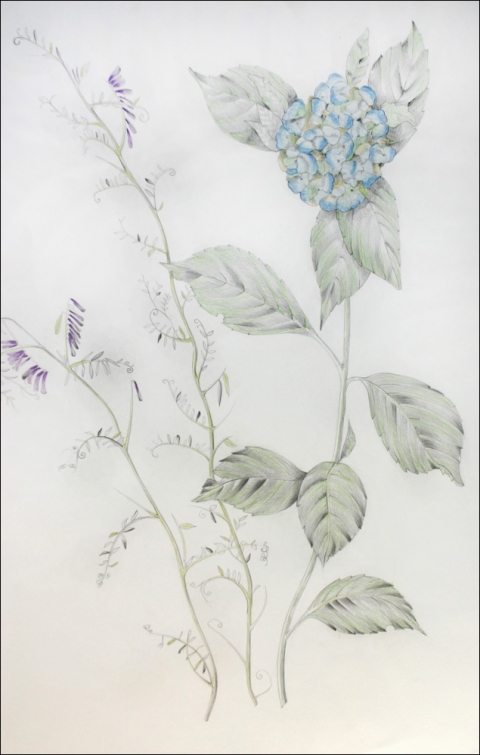 480x755 pat cresson + archive + drawing gt botanical drawings - Lilac Botanical Drawing