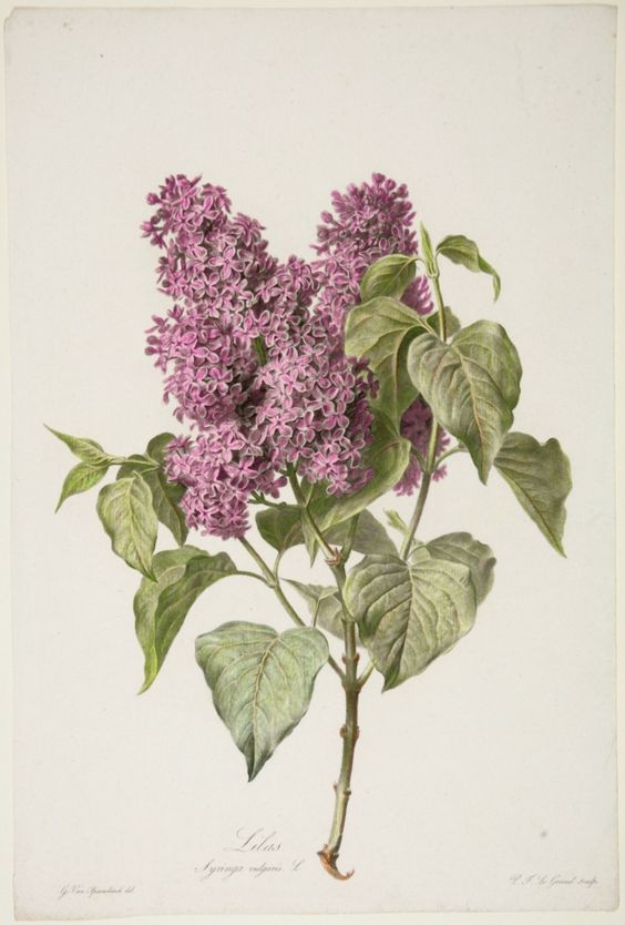 564x834 to do botanical drawings, botanical - Lilac Botanical Drawing