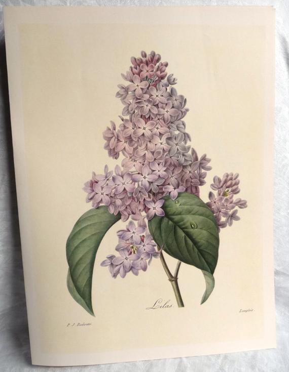 570x735 'lilac' botanical illustration art print etsy - Lilac Botanical Drawing