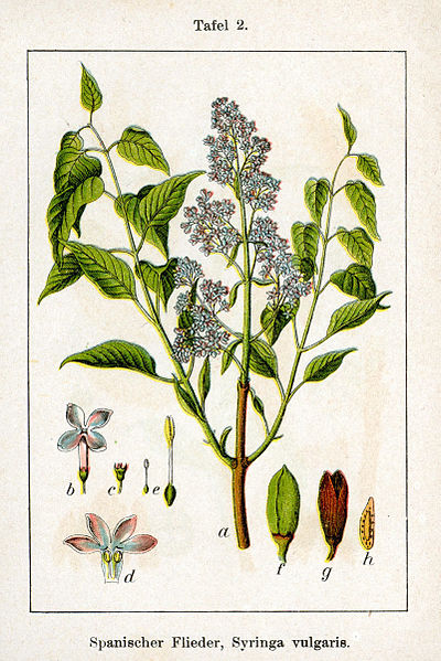 400x599 spring smells of lilacs johns hopkins university press blog - Lilac Botanical Drawing