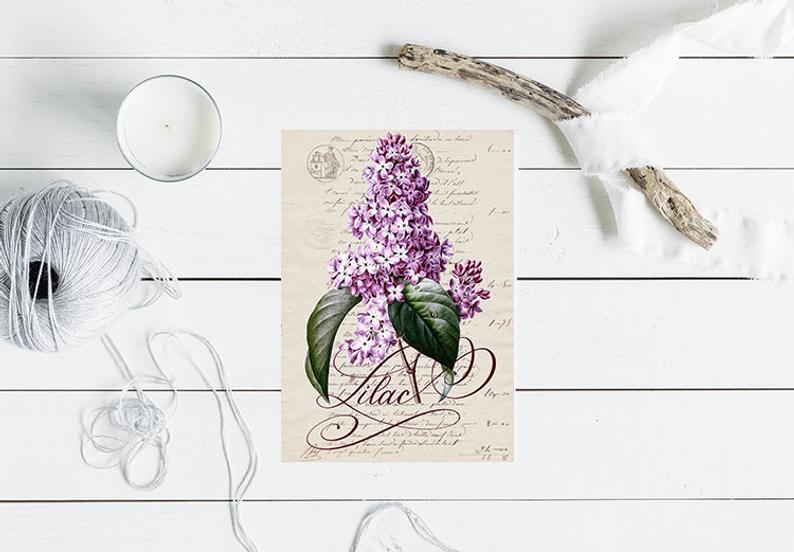 794x552 vintage lilac illustration greeting card botanical etsy - Lilac Botanical Drawing