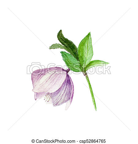 450x470 watercolor botanical illustration of hellebore isolated on white - Lilac Botanical Drawing