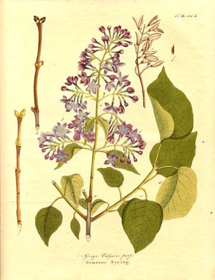 422x550 lilac botanical drawing tattoo in botanical drawings - Lilac Botanical Drawing