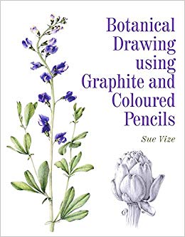 260x333 botanical drawing using graphite and coloured pencils - Lilac Botanical Drawing