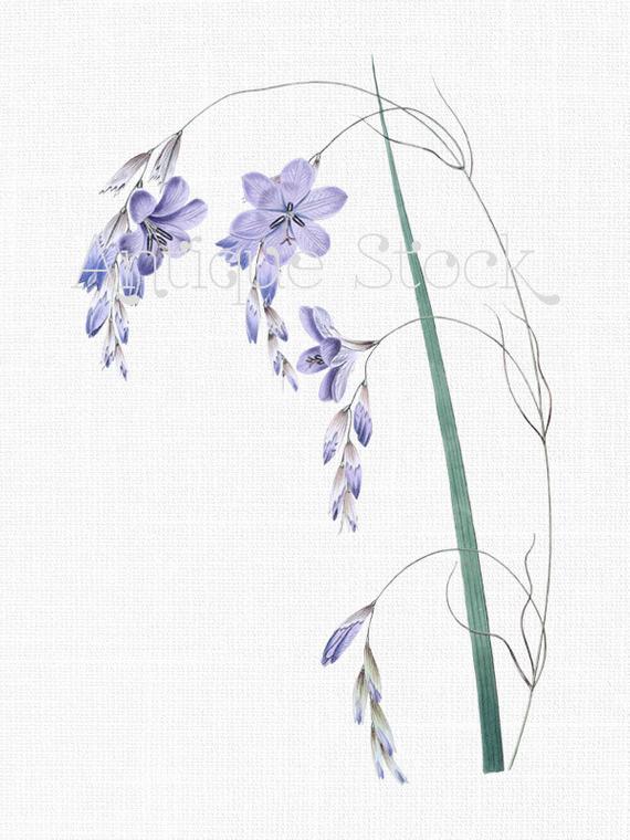 570x760 flower clipart 'fairy bell' lilac flowers botanical etsy - Lilac Botanical Drawing