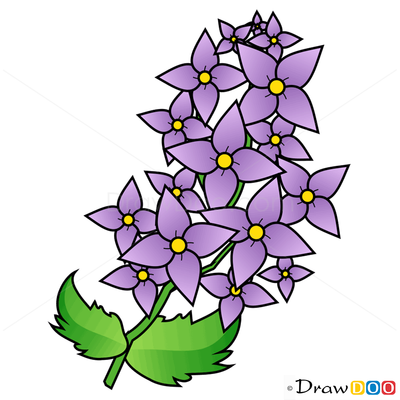 800x800 how to draw lilac, flowers - Lilac Drawing