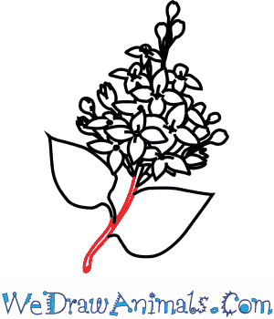 300x350 how to draw a lilac flower - Lilac Drawing