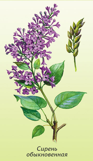 361x622 how to draw a lilac with a pencil step - Lilac Drawing