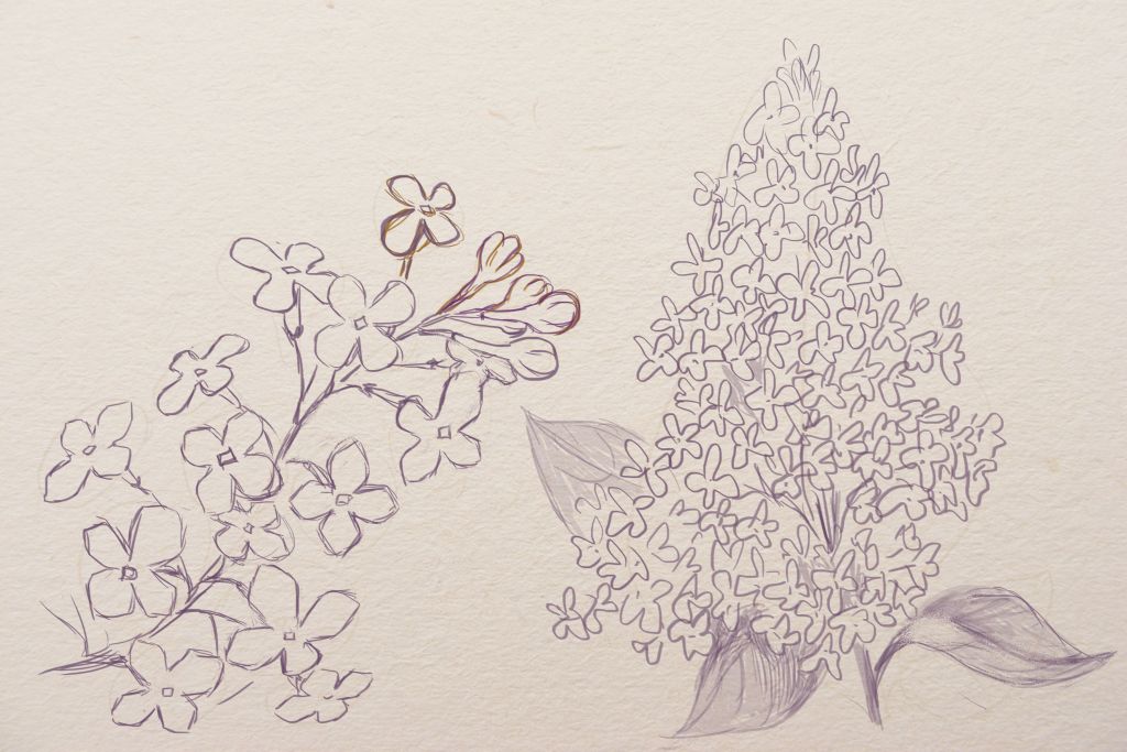 Lilac Drawing at PaintingValley.com | Explore collection of Lilac Drawing