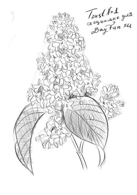 450x640 how to draw lilac step - Lilac Drawing