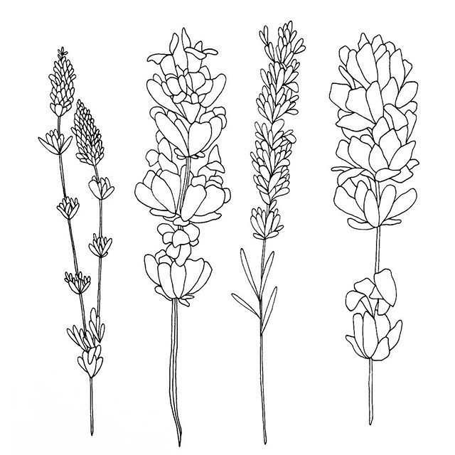 640x640 image result for collection of lilac drawing outline tat me up - Lilac Drawing