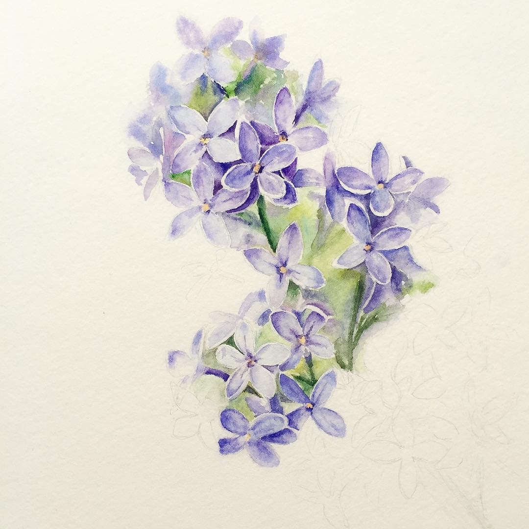 1080x1080 lilac drawing image drawing skill - Lilac Drawing