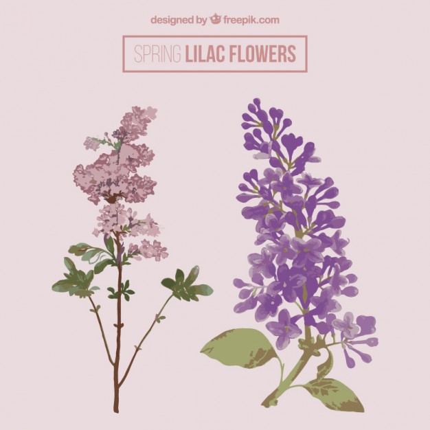 626x626 lilac vectors, photos and free download - Lilac Drawing