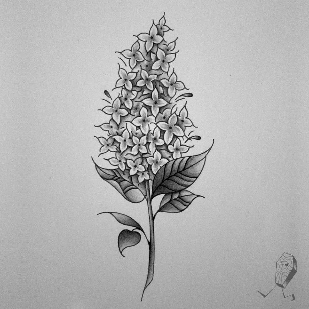 Lilac Drawing at PaintingValley.com | Explore collection of Lilac Drawing