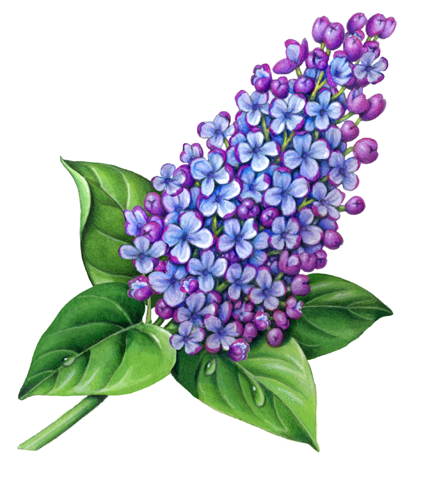 432x482 pix for gt lilac botanical drawing tattoos aquarell - Lilac Drawing