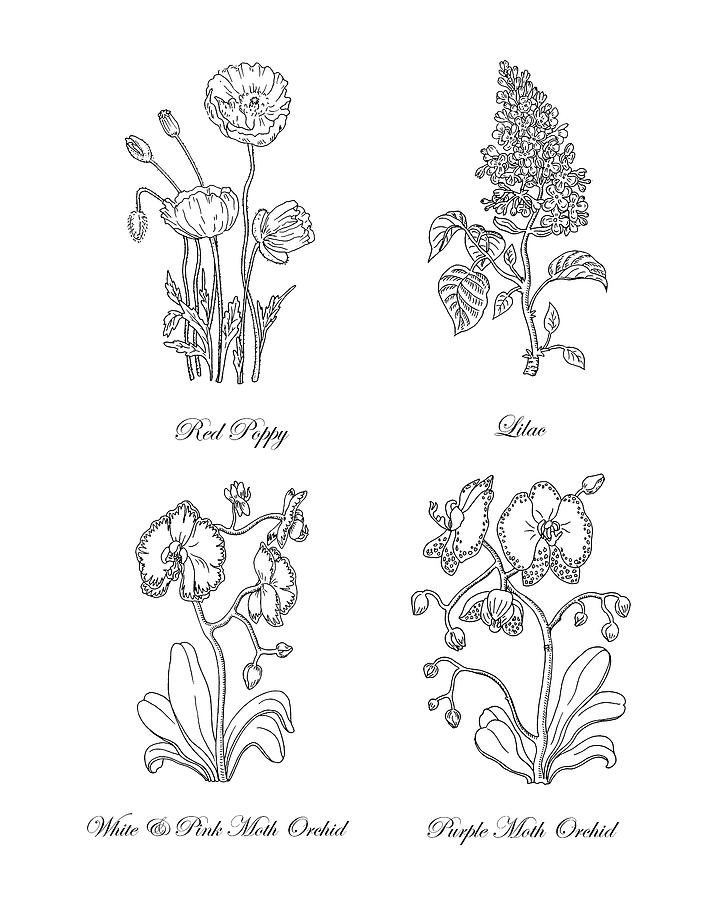720x900 red poppy lilac moth orchids drawing painting - Lilac Drawing