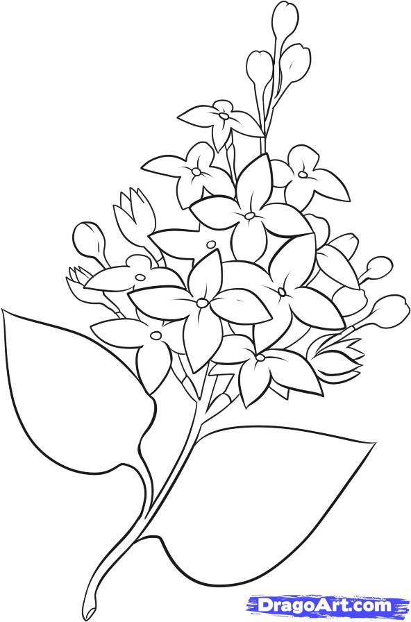 592x896 how to draw lilacs how to draw lilac painting, floral drawing - Lilac Drawing