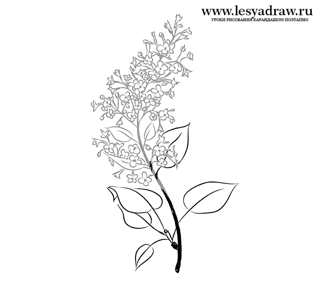 650x600 lilac drawing pencil for free download - Lilac Drawing