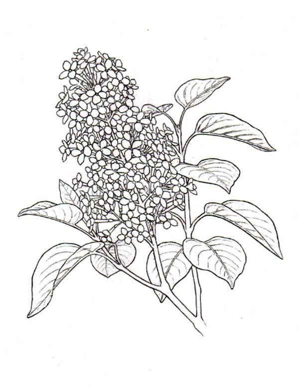 600x777 lilac drawing syringa for free download - Lilac Drawing