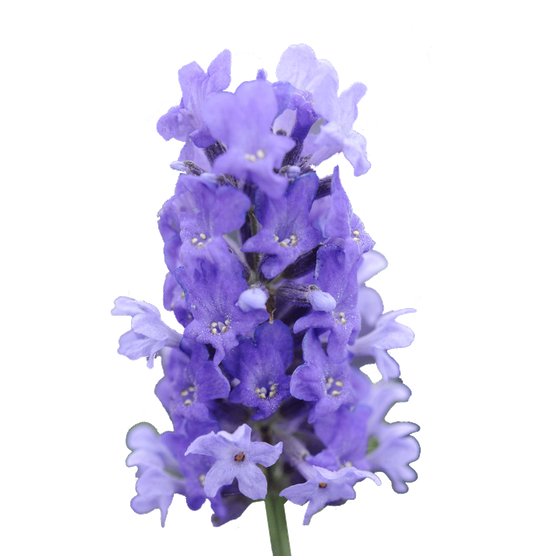 556x556 delphinium drawing lilac transparent png clipart free download - Lilac Flower Drawing