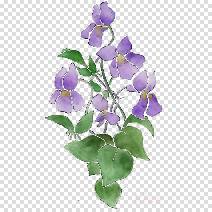 Lilac Flower Drawing at Explore collection of