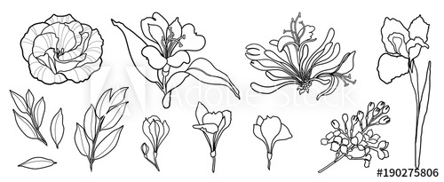 500x205 Hand Draw Line Vector Flowers Set Peony, Rose, Iris, Alstromeria - Lilac Flower Drawing