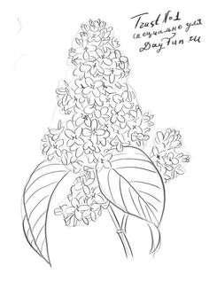 236x335 Huge Collection Of 'lilacs Drawing' Download More Than Images - Lilac Flower Drawing