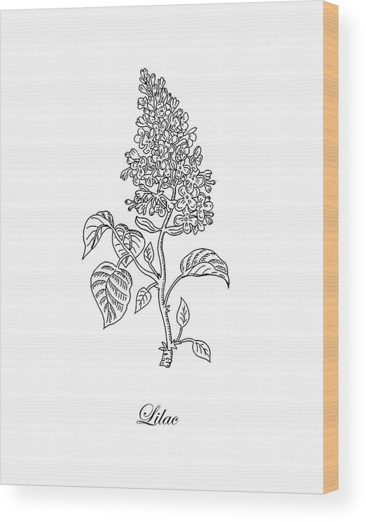520x740 lilac flower botanical drawing black and white wood print - Lilac Flower Drawing