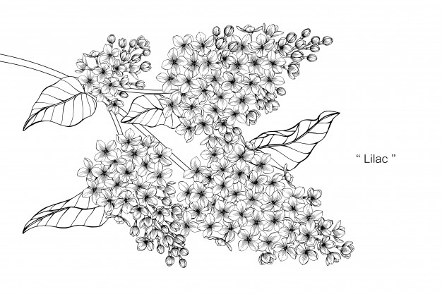 626x417 lilac flower drawing illustration vector premium download - Lilac Flower Drawing