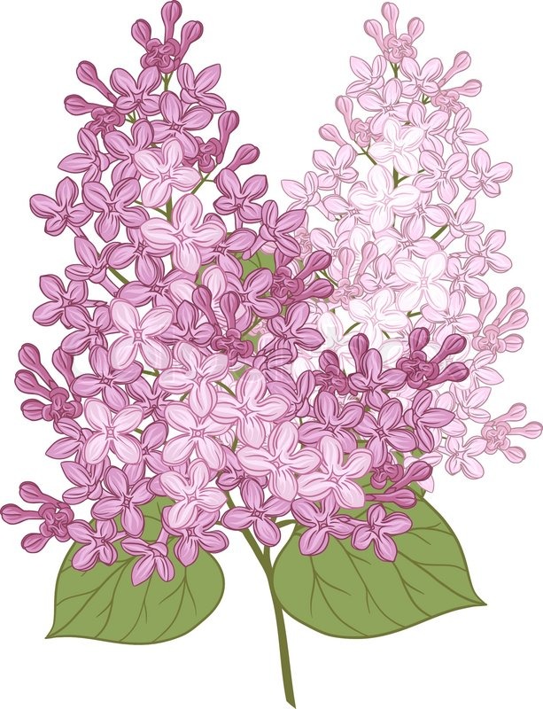 613x800 vector flowers of lilac illustration stock vector colourbox - Lilac Flower Drawing