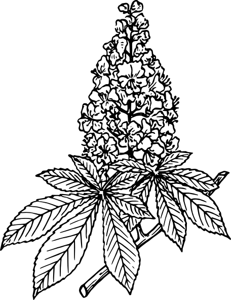 456x592 Lilacs Drawing Sketch Huge Freebie! Download For Powerpoint - Lilac Flower Drawing