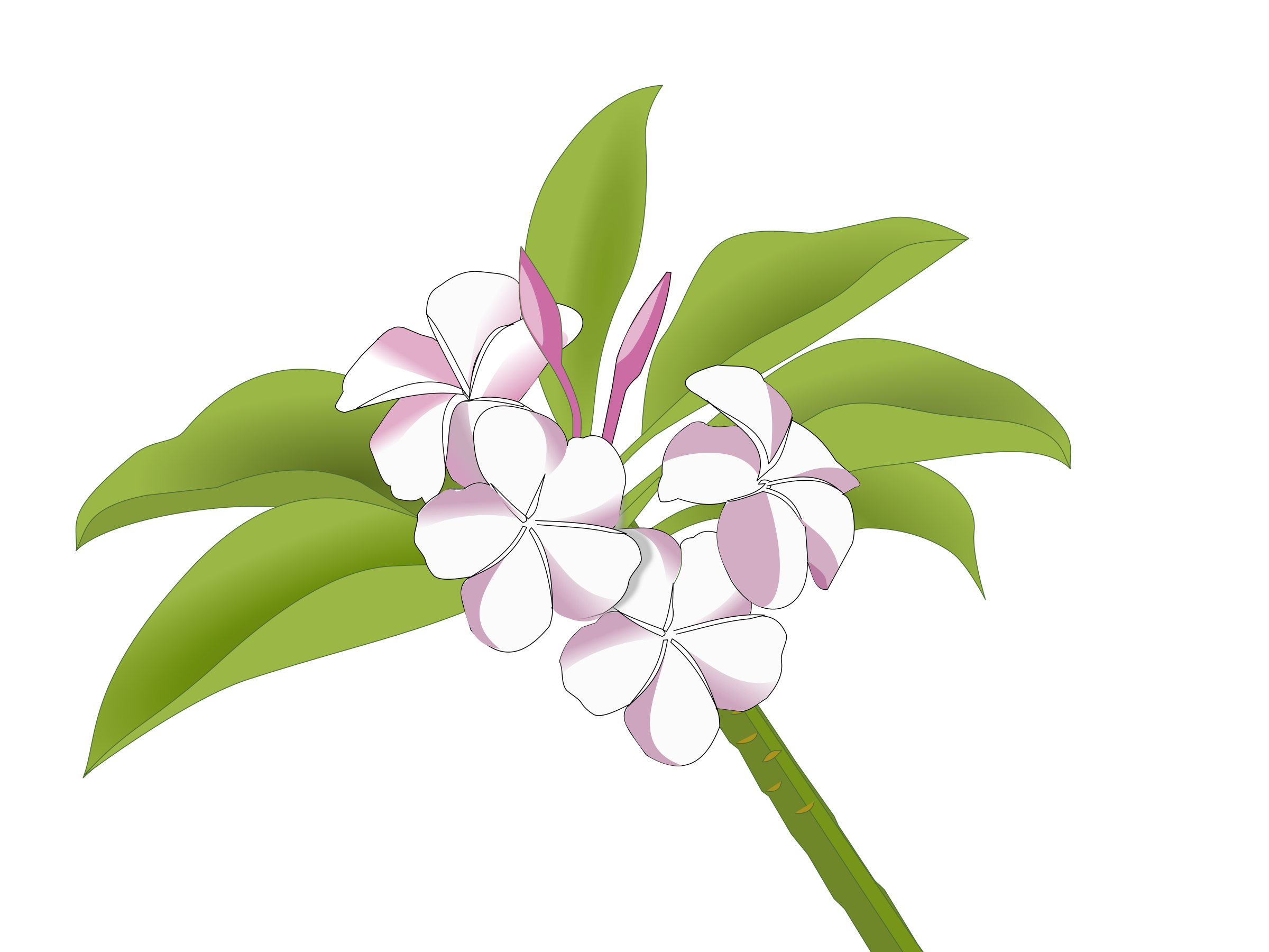2400x1800 wolfsbane drawing lilac flower huge freebie! download - Lilac Flower Drawing