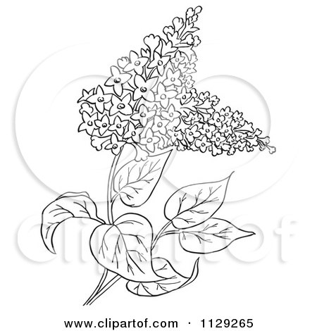 450x470 cartoon clipart of an outlined lilac flower plant - Lilac Flower Drawing