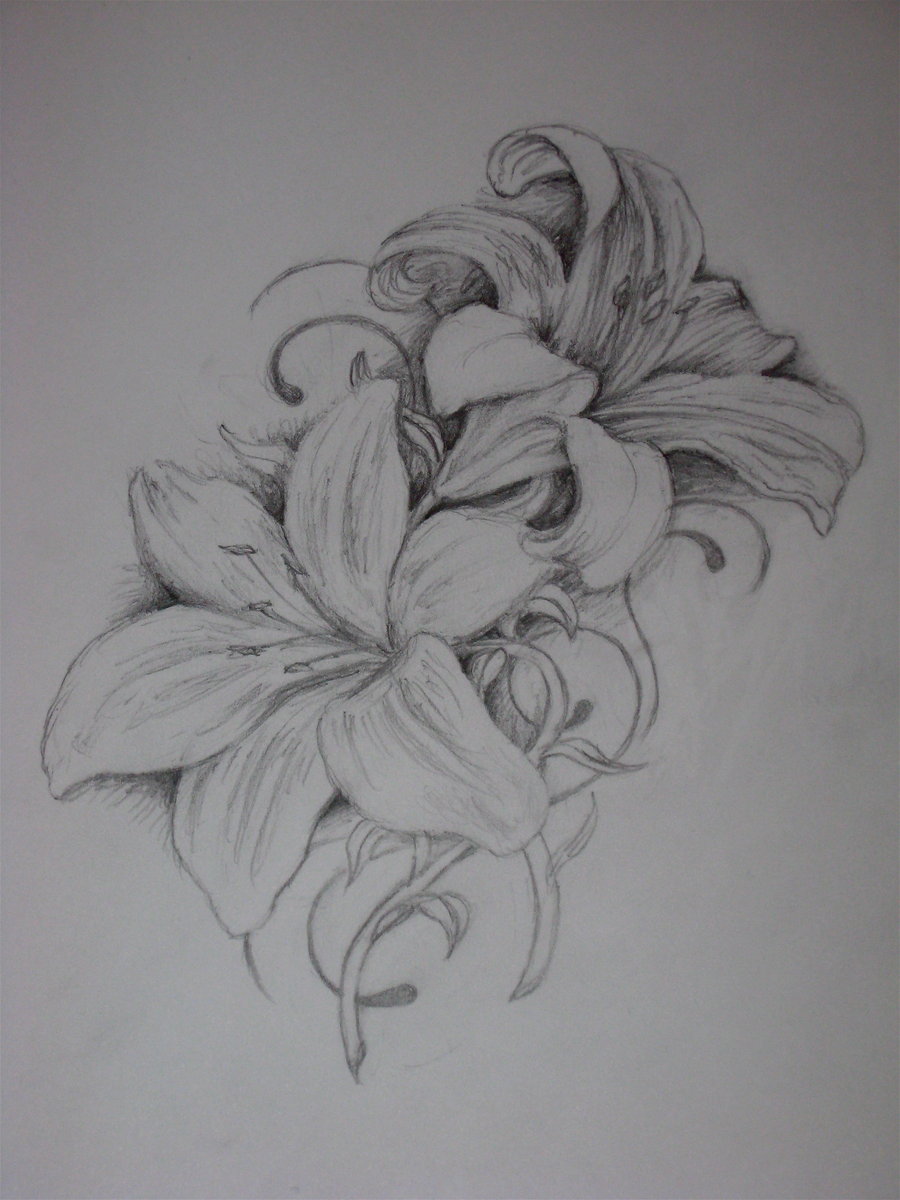 Lillies Drawing