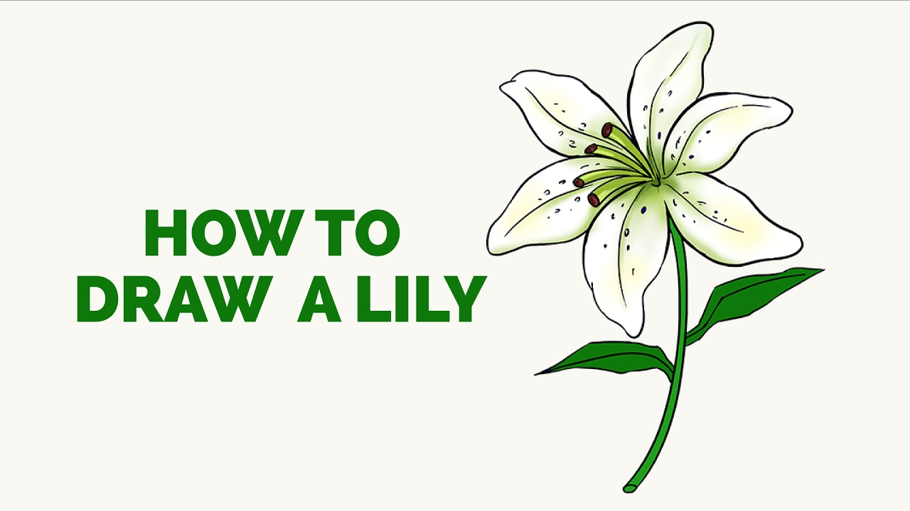 1280x720 how to draw a lily in a few easy steps drawing tutorial for kids - Lillies Drawing