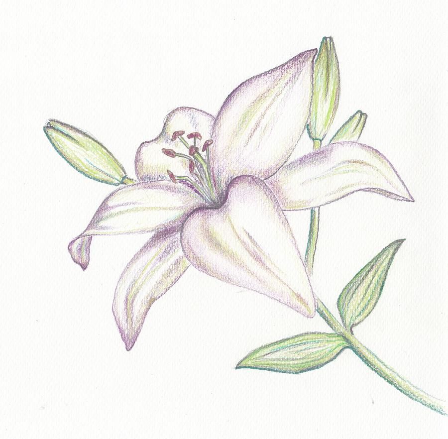 900x882 lilies drawing - Lillies Drawing