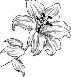 236x257 z flowers drawings of lily - Lillies Drawing