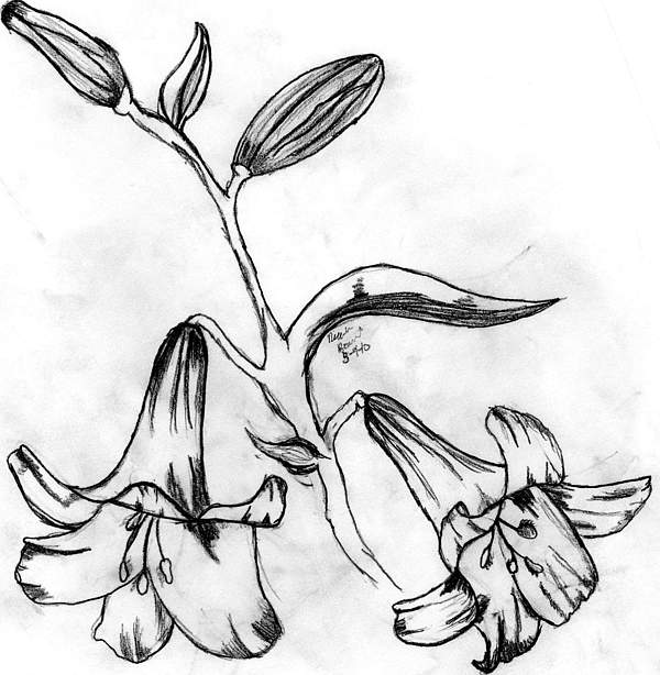 600x614 lillies drawing - Lillies Drawing