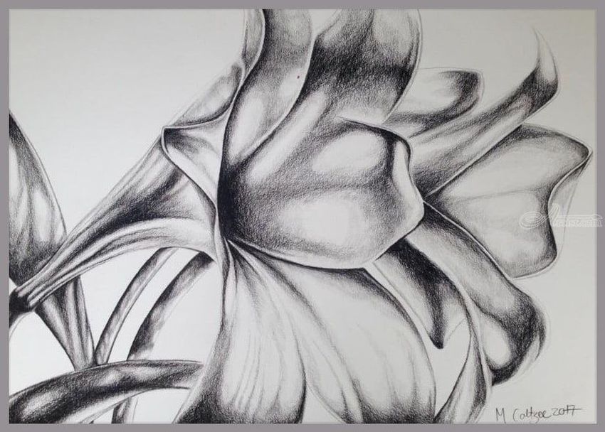 850x608 lillies drawings sketch - Lillies Drawing