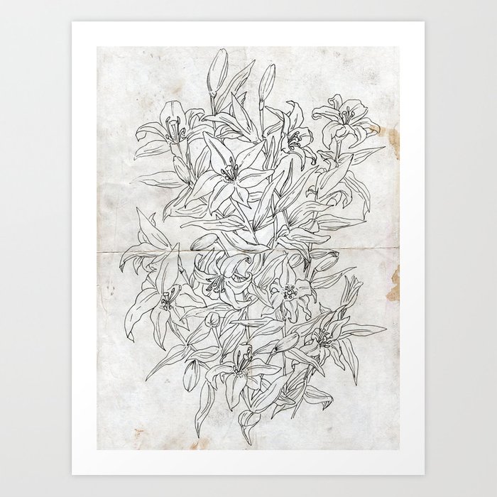 700x700 lillies ink drawing art print - Lillies Drawing