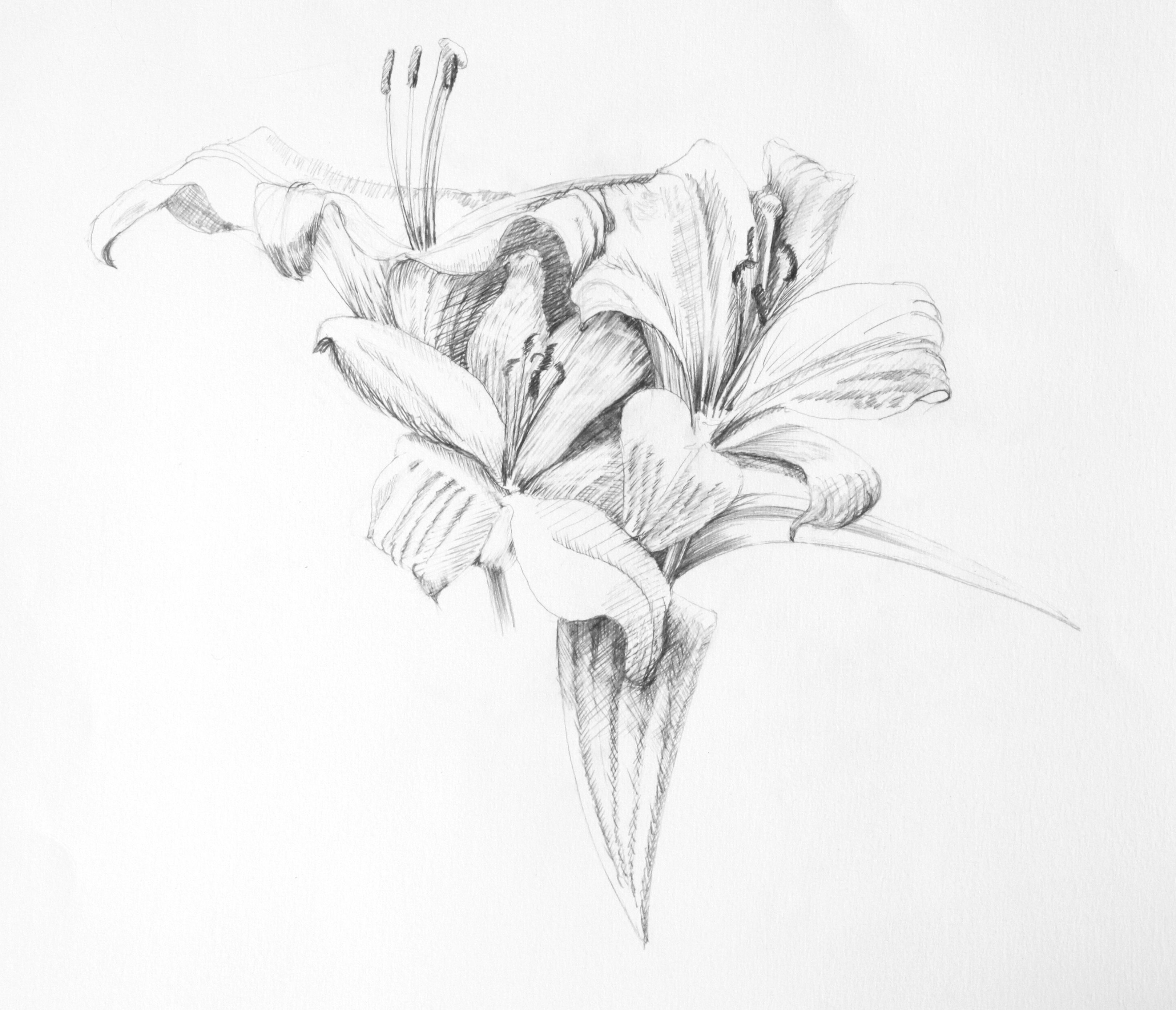 3236x2780 photos - Lillies Drawing