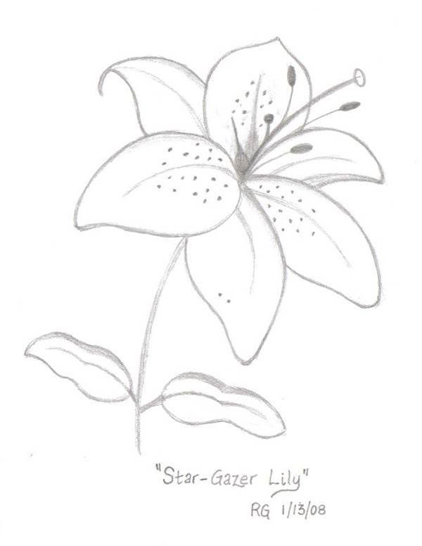 600x775 star gazer lily drawing photo - Lillies Drawing