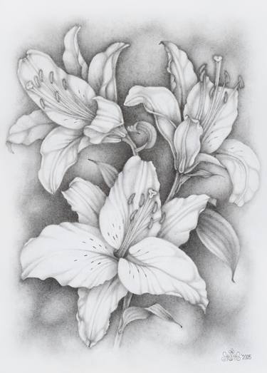 375x523 three lilies drawing - Lillies Drawing