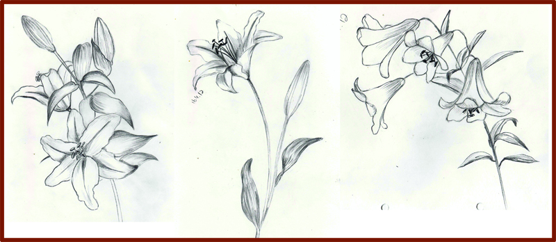 800x348 weekly doodles and tuts april - Lillies Drawing