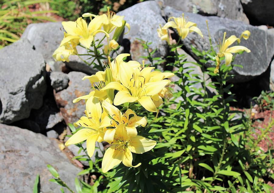 900x635 yellow day lillies drawing - Lillies Drawing