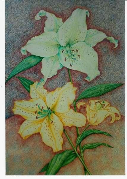 428x600 lillies - Lillies Drawing